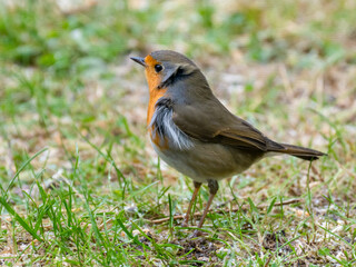 Rotkehlchen (Erithacus rubecula)
