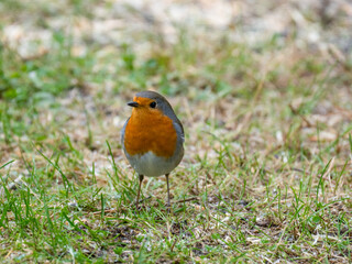 Rotkehlchen (Erithacus rubecula)