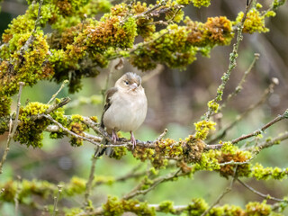 Buchfink (Fringilla coelebs)