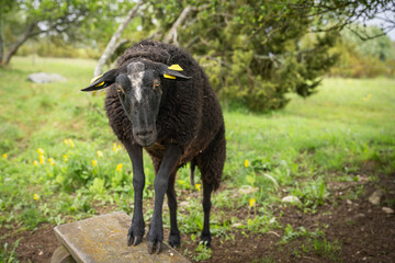 The body language and facial expressions of a sheep while nibbling on an apple tree branch....