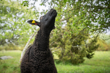 The body language and facial expressions of a sheep while nibbling on an apple tree branch....