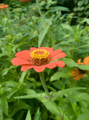 Beautiful flowers in the garden