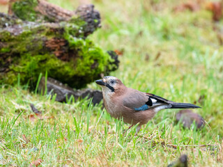 Eichelhäher (Garrulus glandarius)