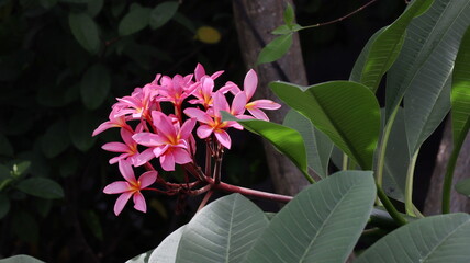 The beautiful pink Plumeria or Frangipani Flower