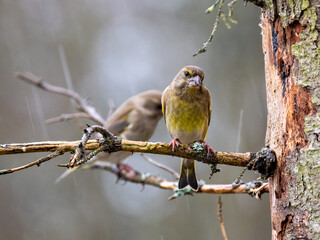 Grünfink (Chloris chloris)