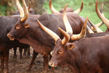 a group of ankole watusi animals outdoors