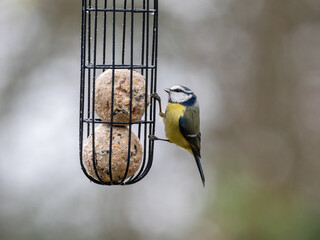 Blaumeise (Cyanistes caeruleu)
