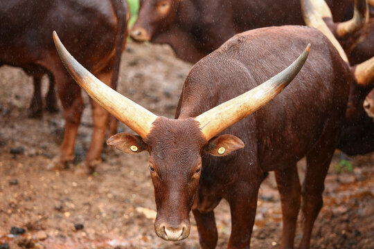 a group of ankole watusi animals outdoors