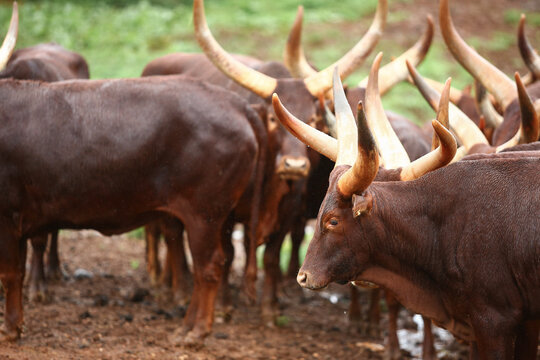 a group of ankole watusi animals outdoors