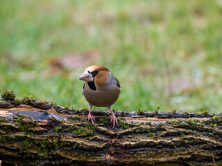 Kernbeißer (Coccothraustes coccothraustes)