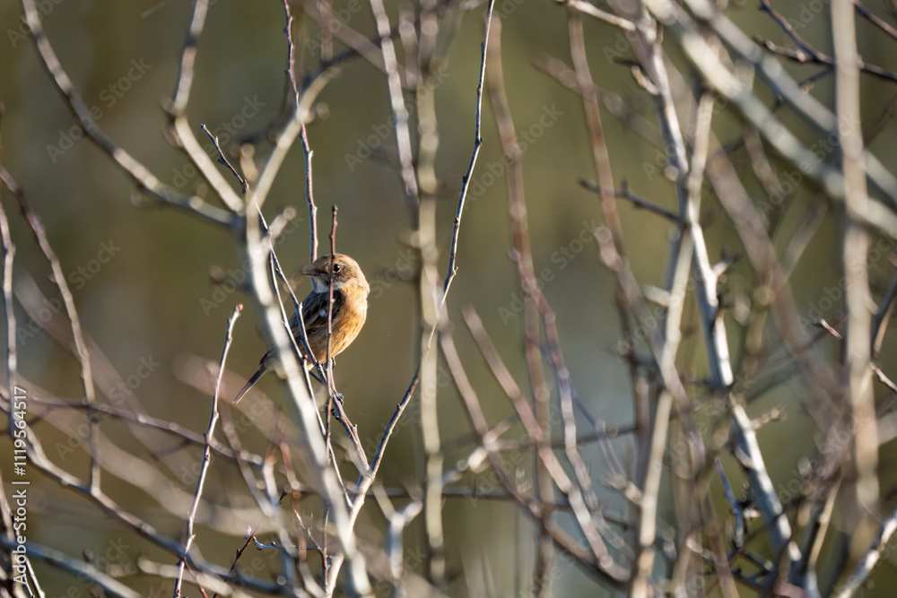 Wall mural a chaffinch (Fringilla coelebs) perched on a high vertical branch