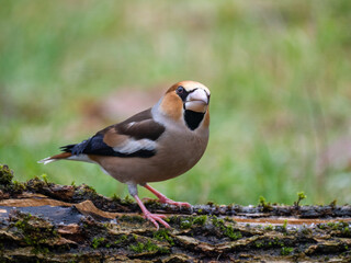 Kernbeißer (Coccothraustes coccothraustes)