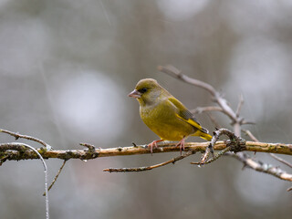 Obraz premium Grünfink&nbsp;(Chloris chloris)