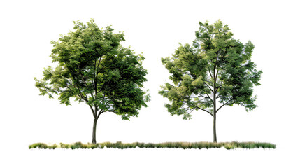 Obraz premium Acer platanoides and pine trees on a transparent background, for illustration and architecture visualization.