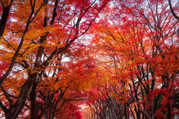 Fototapeta premium Mount Fuji, the iconic symbol of Japan, during the season of autumn foliage, a period of exceptional beauty.kawaguchiko,japan.