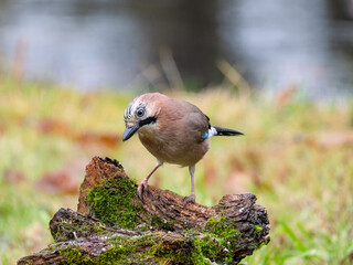 Eichelhäher (Garrulus glandarius)