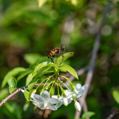 close up of Wasp on a leaf