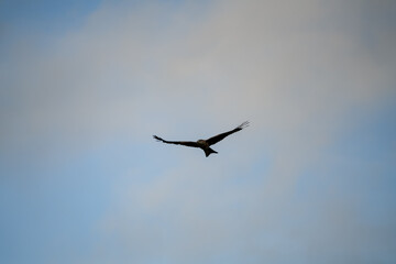 close-up of a red kite (Milvus milvus) in flight, blue and white cloud sky