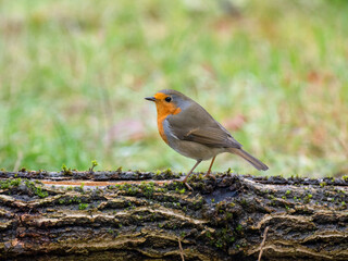 Rotkehlchen (Erithacus rubecula)