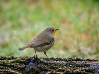 Rotkehlchen (Erithacus rubecula)