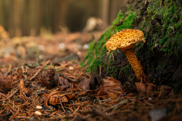 mushroom in the forest