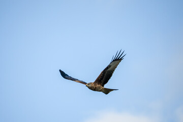 close-up of a red kite (Milvus milvus) in flight, blue and white cloud sky
