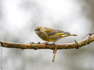 Grünfink (Chloris chloris)