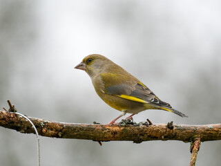 Obraz premium Grünfink&nbsp;(Chloris chloris)