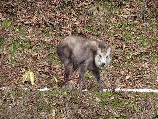 ニホンカモシカ