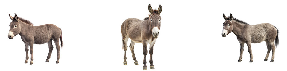 Set of A donkey standing, on a,PNG format Background. Generative AI,