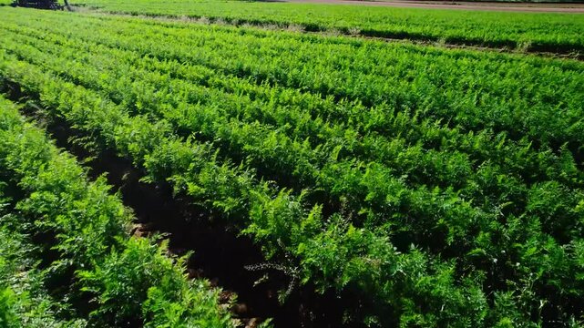 cultivated beautiful green fields in Italy where vegetables are grown, drone footage