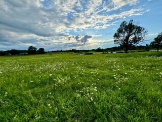 Tree in meadow after the storm