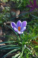 Closeup purple and white striped crocus or Crocus vernus- first spring bloomming flower .Gardening,...