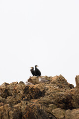 Group of Cormorants and Gulls Perched on Coastal Rocks