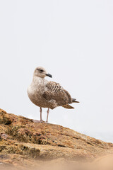 Seagull Standing on a Rock with Ocean Waves in the Background