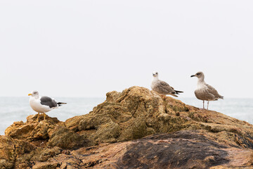 Three Seagulls Perched on Coastal Rocks by the Ocean
