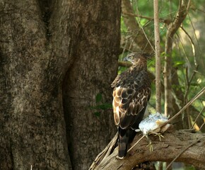 Sri Lankan Birds in the Wild, Sri Lanka 