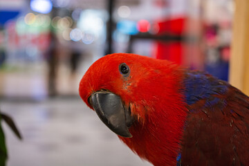 Red Eclectus Parrot in pet exhibition at mall
