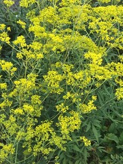 Yellow Flower Texture-2