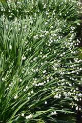 Fototapeta premium White Flower Texture-3