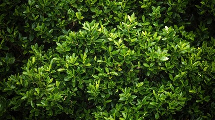 Obraz premium A lush green bush background designed as a creative banner with ample copy space.