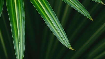 Obraz premium Close up shot of a vibrant green palm leaf showcasing intricate natural textures, green, pattern, texture