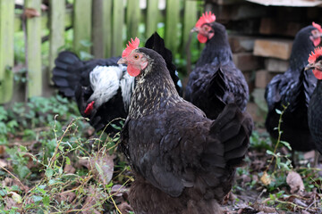 Chickens on a rural farm. Agriculture. Poultry breeding. Breeding chickens.