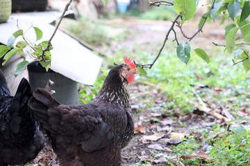 Chickens on a rural farm. Agriculture. Poultry breeding. Breeding chickens.