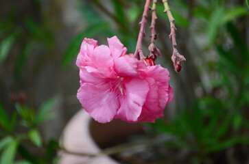 Oleander flowers blooming on green leaves in the garden is ornamental flower that is popularly...