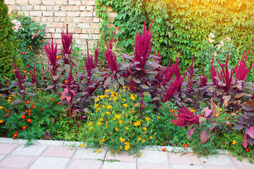 Flower bed of purple Amaranth, orange marigolds, calendulas. Wild grapes are climbing on brick wall during day background. Gardening