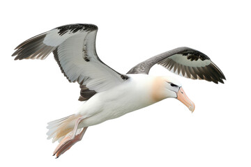Sharp Focus on Albatross Isolated on Seamless White Background Perfect for Nature and Wildlife Exhibitions