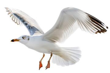 Fototapeta premium High Resolution Isolated Gull on Seamless White Background for Photographic and Graphic Design Uses