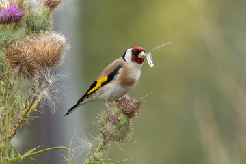 Chardonnerets élégant.