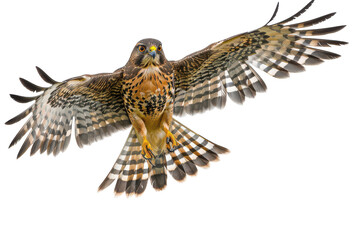 Stunning Sparrow Hawk in Flight Against a Pure White Backdrop Showcasing Sharp Talons and Majestic Wing Span for Wildlife Enthusiasts and Nature Lovers